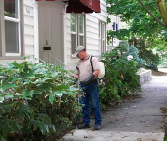 Termite Extermination in Portland, OR